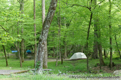 Elkmont Campground Tent Camping