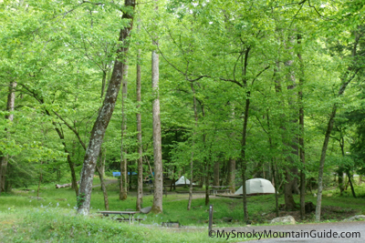 Elkmont Campground in the Woods