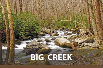 Big Creek Campground: Great Smoky Mountain National Park