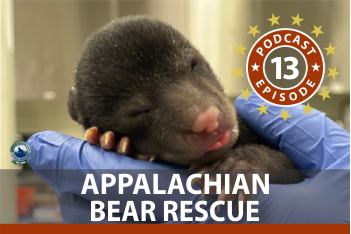 13. Appalachian Bear Rescue Podcast